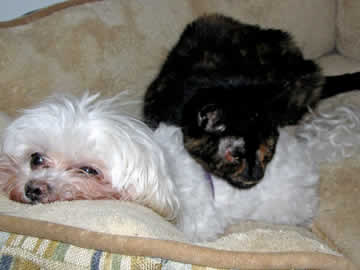 A black and tan cat is lying her head on the back of a small white dog